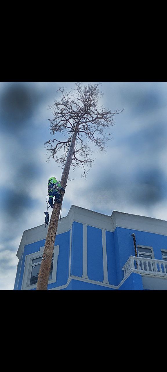 Спил и Обрезка Деревьев. Обслуживание зеленых насаждений. в городе Тольятти, фото 4, Самарская область