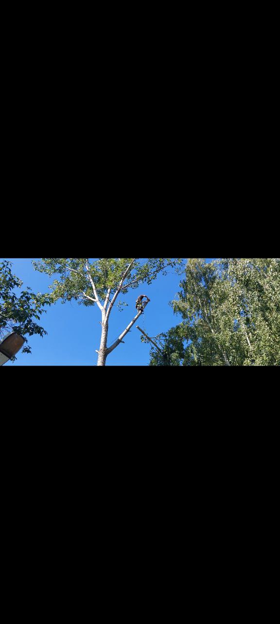 Спил и Обрезка Деревьев. Обслуживание зеленых насаждений. в городе Тольятти, фото 5, Самарская область