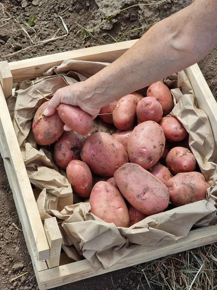 Быстрая доставка капусты, картошки, свеклы и моркови по Алтаю в городе Барнаул, фото 1, Алтайский край