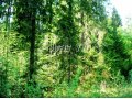Продам лесной участок 24 сот. в окп Зеленая Роща. Ижс. в городе Голицыно, фото 1, Московская область