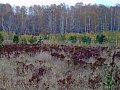 Продам земельный участок 6Га в городе Новосибирск, фото 3, Продажа земли сельхоз назначения